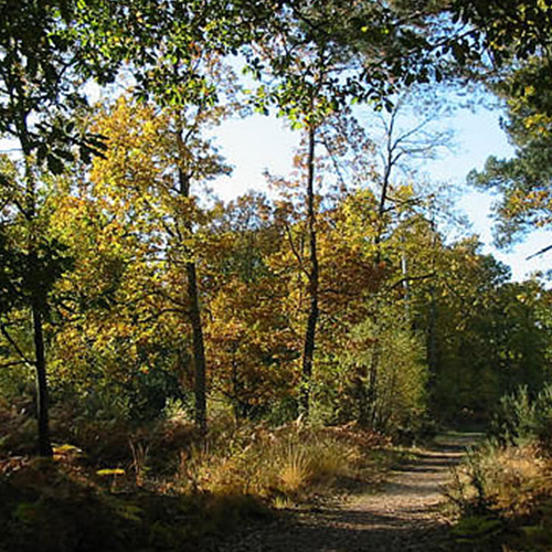 Pamber Forest 2003